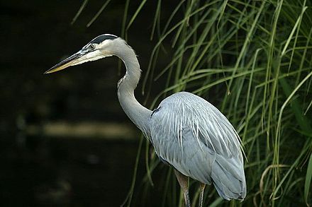 Heron